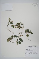 卵葉鱗球花藏品圖，第1張