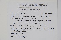 卵葉鱗球花藏品圖，第2張