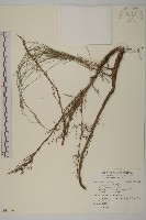 木麻黃藏品圖，第1張