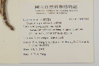 木麻黃藏品圖，第2張