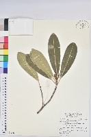 蘭嶼土沉香藏品圖，第1張