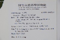 草野氏冬青藏品圖，第2張