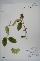 爬森藤藏品圖，第1張