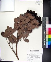 疏脈赤楠藏品圖，第1張