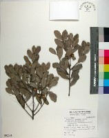 象牙柿藏品圖，第1張