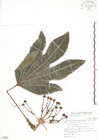 蘭嶼八角金盤藏品圖，第1張