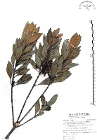 山欖、樹青藏品圖，第1張