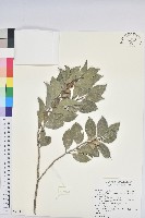 臺灣假黃楊藏品圖，第1張