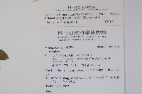 臺灣牛皮消、臺灣白薇藏品圖，第2張