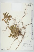 牡蒿藏品圖，第1張