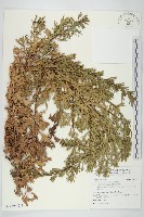 牡蒿藏品圖，第2張