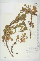 牡蒿藏品圖，第3張