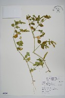 爵床藏品圖，第1張