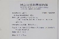 爵床藏品圖，第2張