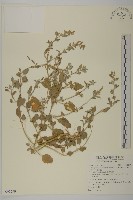 變葉藜藏品圖，第1張