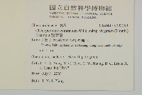 變葉藜藏品圖，第2張