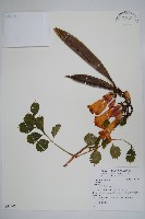 登錄號:S092305藏品圖，第1張