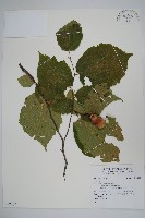 登錄號:S092307藏品圖，第1張