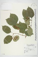 登錄號:S092309藏品圖，第1張