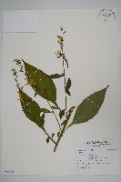 登錄號:S092310藏品圖，第1張