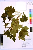 登錄號:S092311藏品圖，第1張