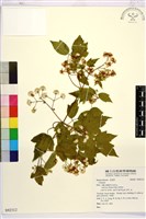 登錄號:S092312藏品圖，第1張