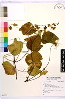 登錄號:S092313藏品圖，第1張