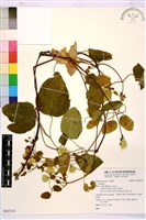 登錄號:S092314藏品圖，第1張