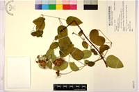 登錄號:S092315藏品圖，第1張