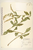 登錄號:S092318藏品圖，第1張