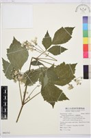 大葉鐵線蓮藏品圖，第1張