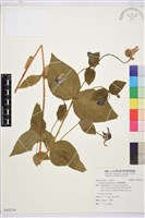 全緣鐵線蓮藏品圖，第1張