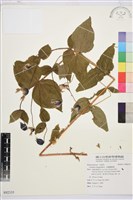 全緣鐵線蓮藏品圖，第1張