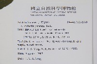 巨花馬兜鈴藏品圖，第2張