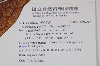 大花馬兜鈴、長尾馬兜鈴藏品圖，第2張