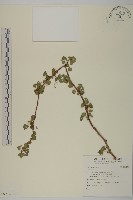 登錄號:S092346藏品圖，第1張