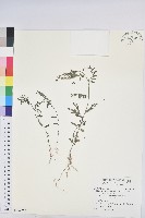 銳葉小還魂藏品圖，第1張