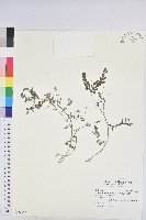 銳葉小還魂藏品圖，第1張