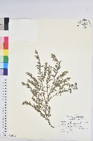 錫蘭葉下珠藏品圖，第1張