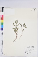 擬葉下珠藏品圖，第1張