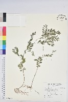 五蕊油柑藏品圖，第1張