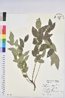 西印度醋栗藏品圖，第1張