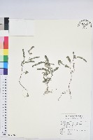 葉下珠、珠仔草藏品圖，第1張