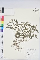葉下珠、珠仔草藏品圖，第1張
