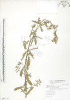 裂葉月見草藏品圖，第1張