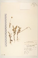 苦滇菜、苦菜藏品圖，第1張