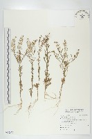獨行菜藏品圖，第1張