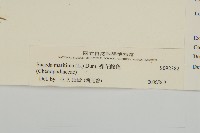 裸花鹼蓬藏品圖，第3張