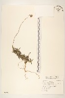 長柄菊藏品圖，第1張
