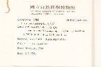 長柄菊藏品圖，第2張